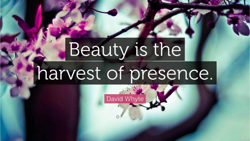 David Whyte Quote: “Beauty is the harvest of presence.”