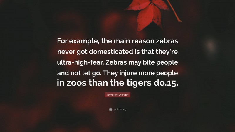 Temple Grandin Quote: “For example, the main reason zebras never got domesticated is that they’re ultra-high-fear. Zebras may bite people and not let go. They injure more people in zoos than the tigers do.15.”