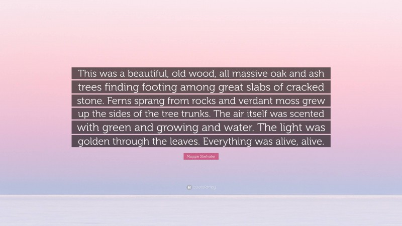 Maggie Stiefvater Quote: “This was a beautiful, old wood, all massive oak and ash trees finding footing among great slabs of cracked stone. Ferns sprang from rocks and verdant moss grew up the sides of the tree trunks. The air itself was scented with green and growing and water. The light was golden through the leaves. Everything was alive, alive.”