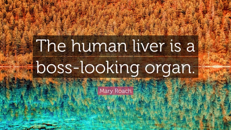 Mary Roach Quote: “The human liver is a boss-looking organ.”