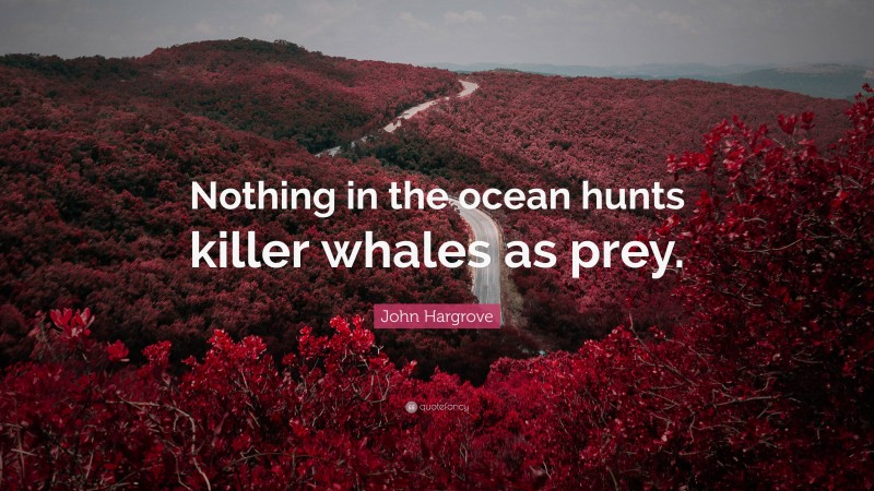 John Hargrove Quote: “Nothing in the ocean hunts killer whales as prey.”