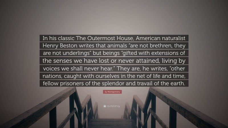 Sy Montgomery Quote: “In his classic The Outermost House, American naturalist Henry Beston writes that animals “are not brethren, they are not underlings” but beings “gifted with extensions of the senses we have lost or never attained, living by voices we shall never hear.” They are, he writes, “other nations, caught with ourselves in the net of life and time, fellow prisoners of the splendor and travail of the earth.”