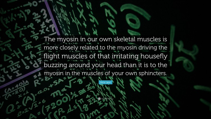 Nick Lane Quote: “The myosin in our own skeletal muscles is more closely related to the myosin driving the flight muscles of that irritating housefly buzzing around your head than it is to the myosin in the muscles of your own sphincters.”