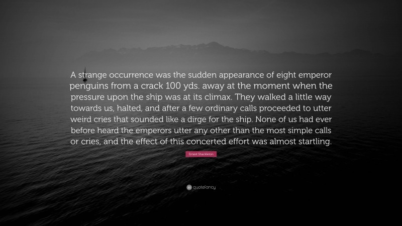 Ernest Shackleton Quote: “A strange occurrence was the sudden appearance of eight emperor penguins from a crack 100 yds. away at the moment when the pressure upon the ship was at its climax. They walked a little way towards us, halted, and after a few ordinary calls proceeded to utter weird cries that sounded like a dirge for the ship. None of us had ever before heard the emperors utter any other than the most simple calls or cries, and the effect of this concerted effort was almost startling.”