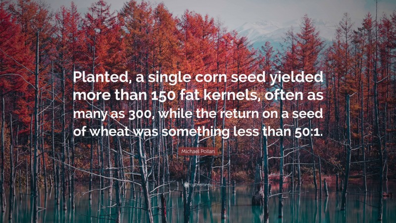 Michael Pollan Quote: “Planted, a single corn seed yielded more than 150 fat kernels, often as many as 300, while the return on a seed of wheat was something less than 50:1.”