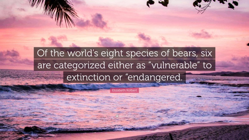 Elizabeth Kolbert Quote: “Of the world’s eight species of bears, six are categorized either as “vulnerable” to extinction or “endangered.”