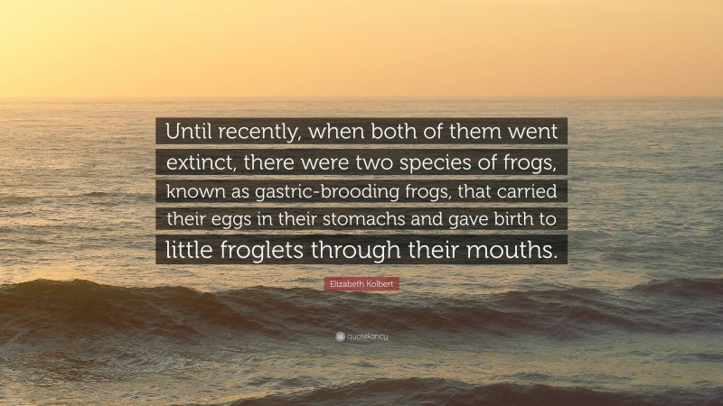 Elizabeth Kolbert Quote: “Until recently, when both of them went extinct, there were two species of frogs, known as gastric-brooding frogs, that carried their eggs in their stomachs and gave birth to little froglets through their mouths.”