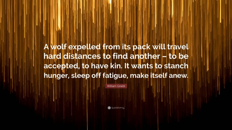 William Giraldi Quote: “A wolf expelled from its pack will travel hard distances to find another – to be accepted, to have kin. It wants to stanch hunger, sleep off fatigue, make itself anew.”