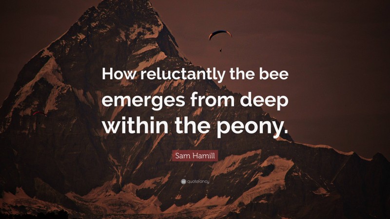 Sam Hamill Quote: “How reluctantly the bee emerges from deep within the peony.”