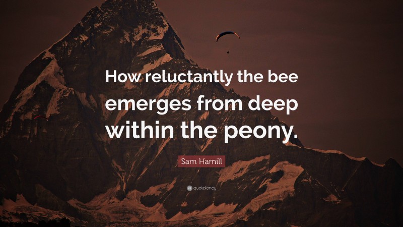 Sam Hamill Quote: “How reluctantly the bee emerges from deep within the peony.”