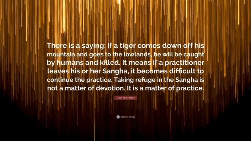 Thich Nhat Hanh Quote: “There is a saying: If a tiger comes down off his mountain and goes to the lowlands, he will be caught by humans and killed. It means if a practitioner leaves his or her Sangha, it becomes difficult to continue the practice. Taking refuge in the Sangha is not a matter of devotion. It is a matter of practice.”
