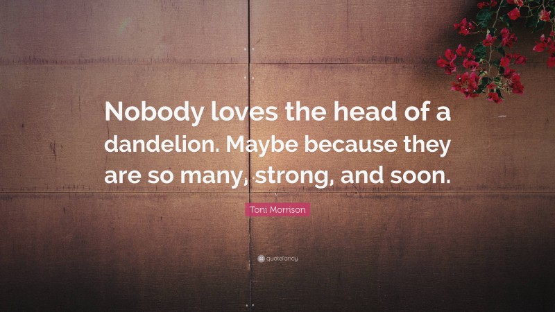 Toni Morrison Quote: “Nobody loves the head of a dandelion. Maybe because they are so many, strong, and soon.”
