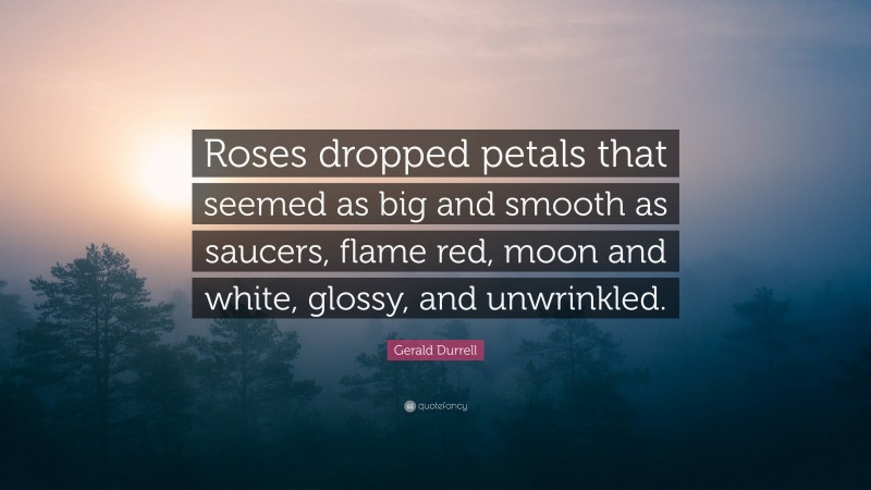 Gerald Durrell Quote: “Roses dropped petals that seemed as big and smooth as saucers, flame red, moon and white, glossy, and unwrinkled.”