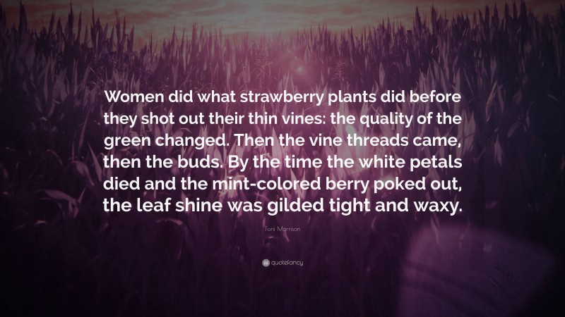 Toni Morrison Quote: “Women did what strawberry plants did before they shot out their thin vines: the quality of the green changed. Then the vine threads came, then the buds. By the time the white petals died and the mint-colored berry poked out, the leaf shine was gilded tight and waxy.”