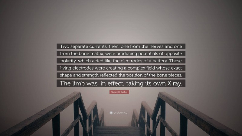 Robert O. Becker Quote: “Two separate currents, then, one from the nerves and one from the bone matrix, were producing potentials of opposite polarity, which acted like the electrodes of a battery. These living electrodes were creating a complex field whose exact shape and strength reflected the position of the bone pieces. The limb was, in effect, taking its own X ray.”