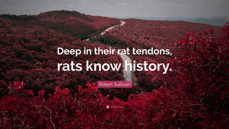 Robert Sullivan Quote: “Deep in their rat tendons, rats know history.”