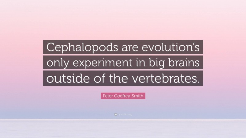 Peter Godfrey-Smith Quote: “Cephalopods are evolution’s only experiment in big brains outside of the vertebrates.”