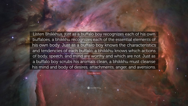 Thich Nhat Hanh Quote: “Listen Bhikkhus, just as a buffalo boy recognizes each of his own buffaloes, a bhikkhu recognizes each of the essential elements of his own body. Just as a buffalo boy knows the characteristics and tendencies of each buffalo, a bhikkhu knows which actions of body, speech, and mind are worthy and which are not. Just as a buffalo boy scrubs his animals clean, a bhikkhu must cleanse his mind and body of desires, attachments, anger, and aversions.”