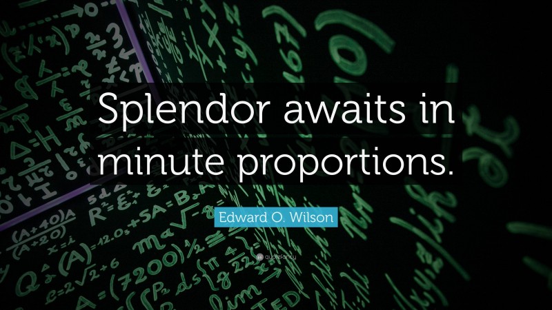 Edward O. Wilson Quote: “Splendor awaits in minute proportions.”