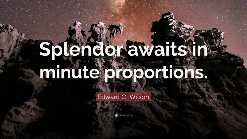 Edward O. Wilson Quote: “Splendor awaits in minute proportions.”