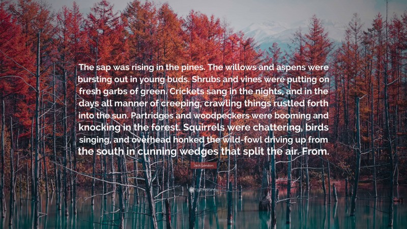 Jack London Quote: “The sap was rising in the pines. The willows and aspens were bursting out in young buds. Shrubs and vines were putting on fresh garbs of green. Crickets sang in the nights, and in the days all manner of creeping, crawling things rustled forth into the sun. Partridges and woodpeckers were booming and knocking in the forest. Squirrels were chattering, birds singing, and overhead honked the wild-fowl driving up from the south in cunning wedges that split the air. From.”