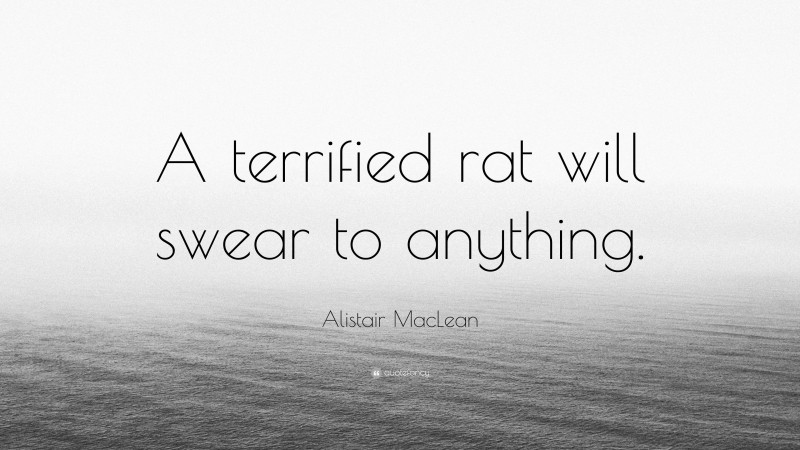 Alistair MacLean Quote: “A terrified rat will swear to anything.”