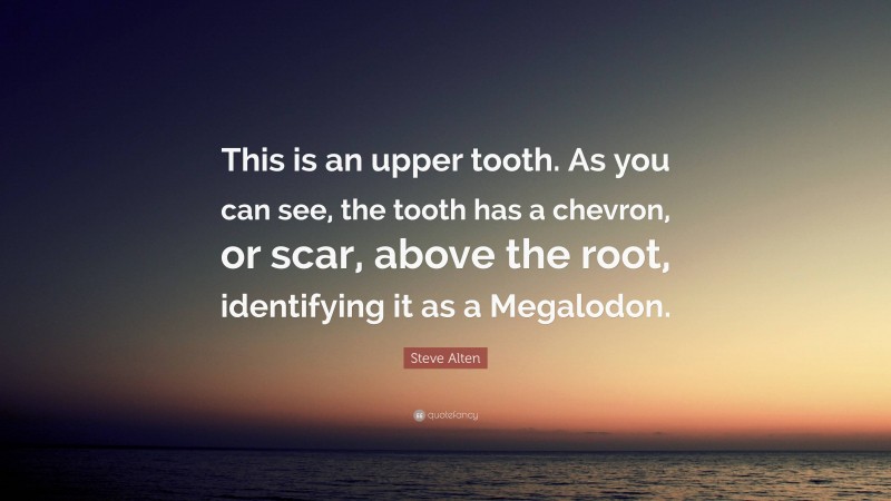 Steve Alten Quote: “This is an upper tooth. As you can see, the tooth has a chevron, or scar, above the root, identifying it as a Megalodon.”