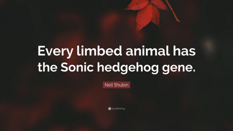 Neil Shubin Quote: “Every limbed animal has the Sonic hedgehog gene.”