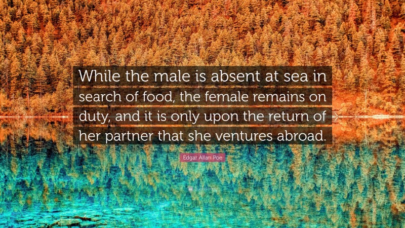 Edgar Allan Poe Quote: “While the male is absent at sea in search of food, the female remains on duty, and it is only upon the return of her partner that she ventures abroad.”