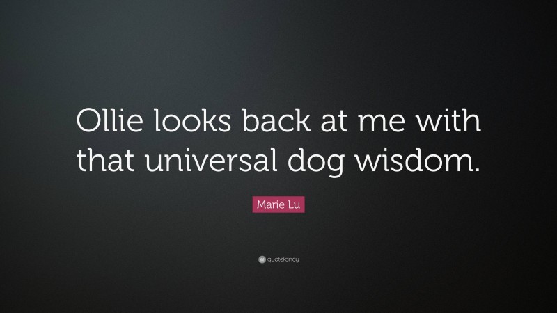 Marie Lu Quote: “Ollie looks back at me with that universal dog wisdom.”