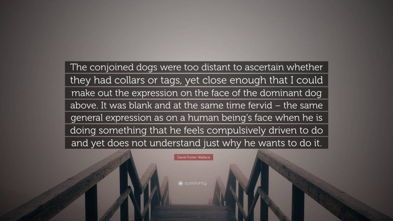 David Foster Wallace Quote: “The conjoined dogs were too distant to ascertain whether they had collars or tags, yet close enough that I could make out the expression on the face of the dominant dog above. It was blank and at the same time fervid – the same general expression as on a human being’s face when he is doing something that he feels compulsively driven to do and yet does not understand just why he wants to do it.”