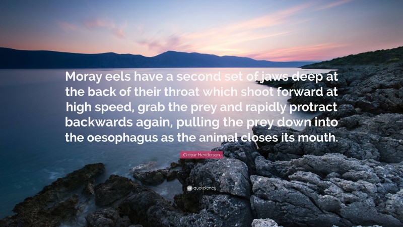 Caspar Henderson Quote: “Moray eels have a second set of jaws deep at the back of their throat which shoot forward at high speed, grab the prey and rapidly protract backwards again, pulling the prey down into the oesophagus as the animal closes its mouth.”