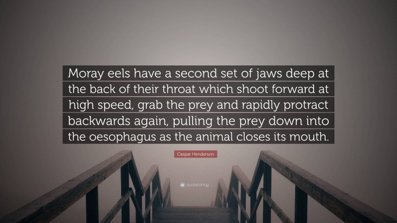 Caspar Henderson Quote: “Moray eels have a second set of jaws deep at the back of their throat which shoot forward at high speed, grab the prey and rapidly protract backwards again, pulling the prey down into the oesophagus as the animal closes its mouth.”