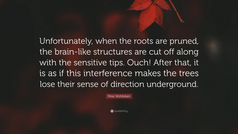 Peter Wohlleben Quote: “Unfortunately, when the roots are pruned, the brain-like structures are cut off along with the sensitive tips. Ouch! After that, it is as if this interference makes the trees lose their sense of direction underground.”