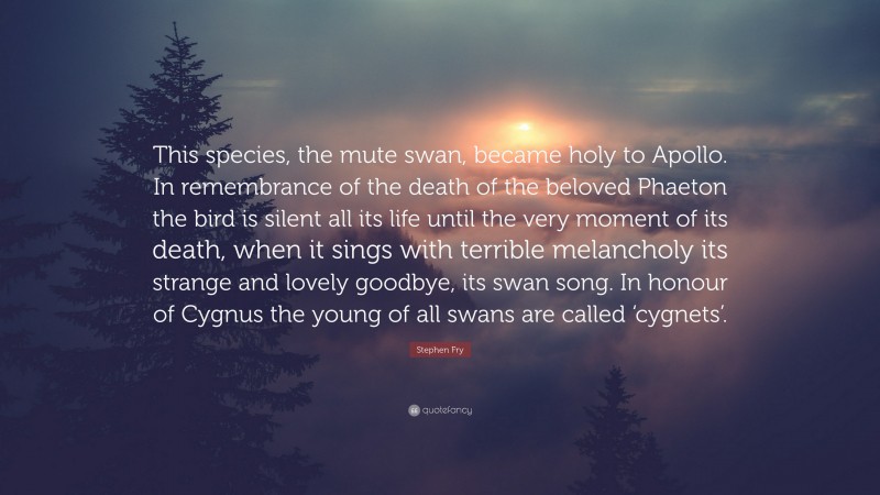 Stephen Fry Quote: “This species, the mute swan, became holy to Apollo. In remembrance of the death of the beloved Phaeton the bird is silent all its life until the very moment of its death, when it sings with terrible melancholy its strange and lovely goodbye, its swan song. In honour of Cygnus the young of all swans are called ‘cygnets’.”