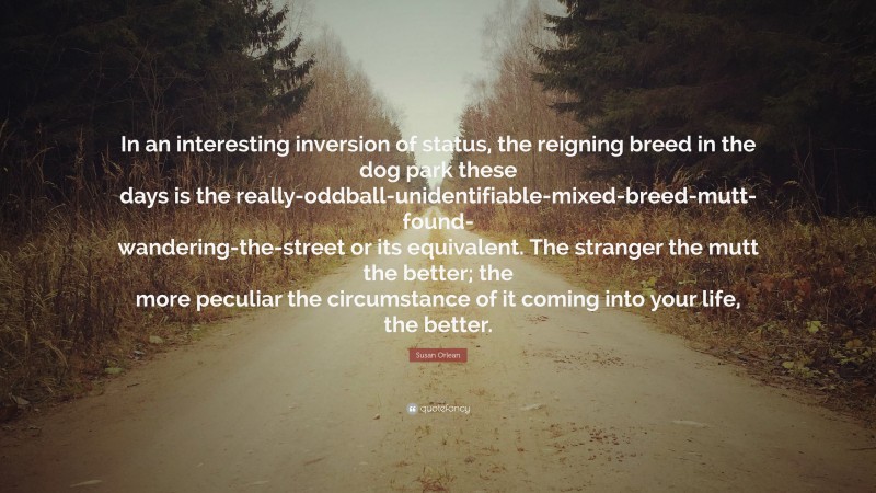 Susan Orlean Quote: “In an interesting inversion of status, the reigning breed in the dog park these days is the really-oddball-unidentifiable-mixed-breed-mutt-found-wandering-the-street or its equivalent. The stranger the mutt the better; the more peculiar the circumstance of it coming into your life, the better.”