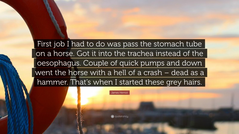 James Herriot Quote: “First job I had to do was pass the stomach tube on a horse. Got it into the trachea instead of the oesophagus. Couple of quick pumps and down went the horse with a hell of a crash – dead as a hammer. That’s when I started these grey hairs.”