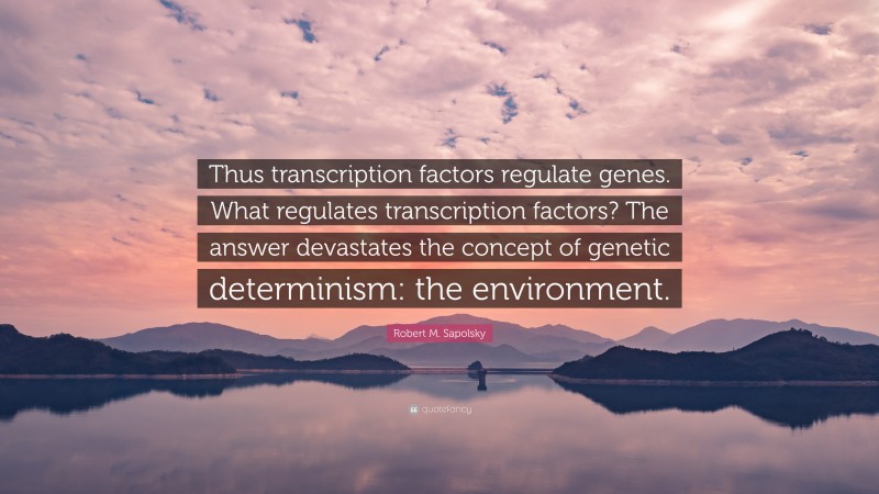 Robert M. Sapolsky Quote: “Thus transcription factors regulate genes. What regulates transcription factors? The answer devastates the concept of genetic determinism: the environment.”