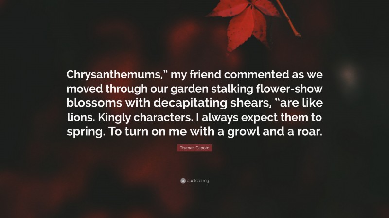 Truman Capote Quote: “Chrysanthemums,” my friend commented as we moved through our garden stalking flower-show blossoms with decapitating shears, “are like lions. Kingly characters. I always expect them to spring. To turn on me with a growl and a roar.”