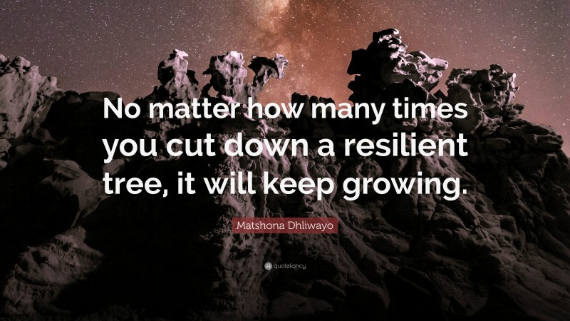 Matshona Dhliwayo Quote: “No matter how many times you cut down a resilient tree, it will keep growing.”