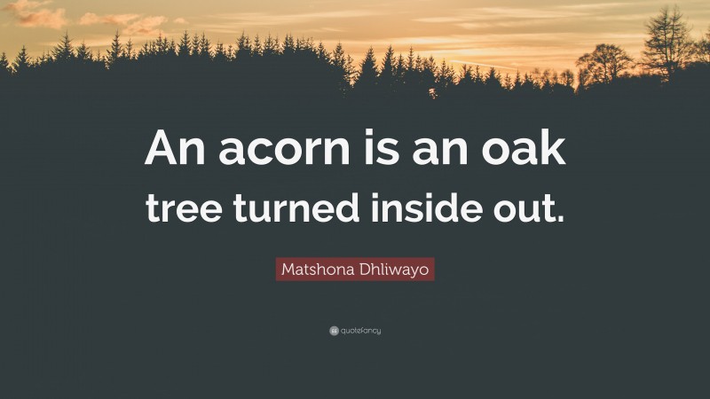 Matshona Dhliwayo Quote: “An acorn is an oak tree turned inside out.”