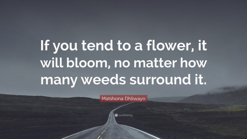 Matshona Dhliwayo Quote: “If you tend to a flower, it will bloom, no matter how many weeds surround it.”