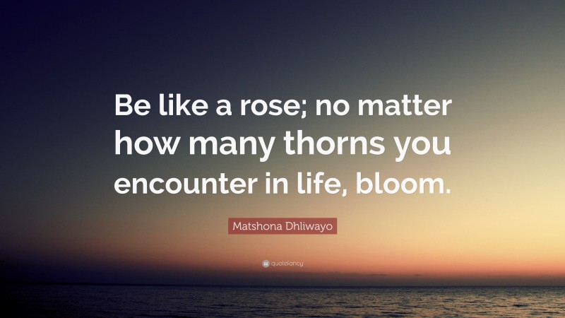 Matshona Dhliwayo Quote: “Be like a rose; no matter how many thorns you encounter in life, bloom.”