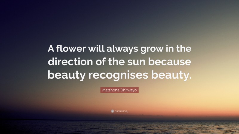 Matshona Dhliwayo Quote: “A flower will always grow in the direction of the sun because beauty recognises beauty.”