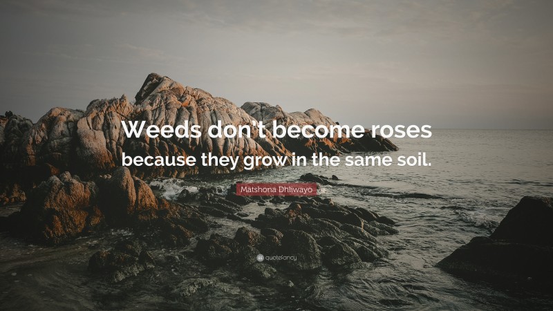 Matshona Dhliwayo Quote: “Weeds don’t become roses because they grow in the same soil.”
