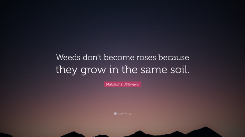 Matshona Dhliwayo Quote: “Weeds don’t become roses because they grow in the same soil.”