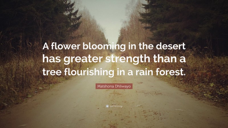 Matshona Dhliwayo Quote: “A flower blooming in the desert has greater strength than a tree flourishing in a rain forest.”