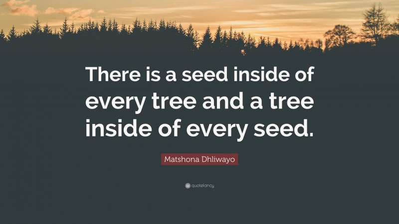 Matshona Dhliwayo Quote: “There is a seed inside of every tree and a tree inside of every seed.”