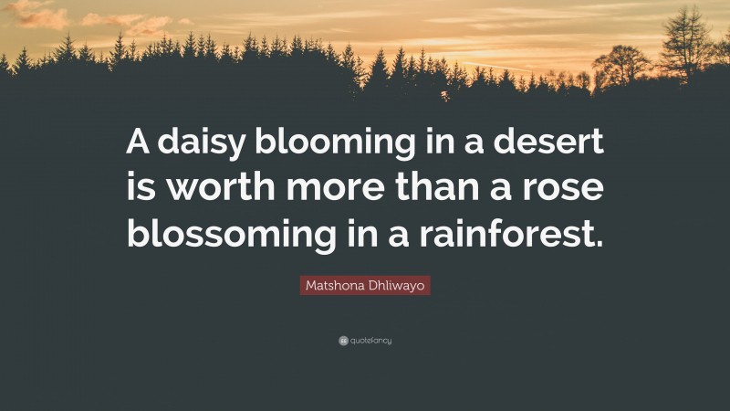 Matshona Dhliwayo Quote: “A daisy blooming in a desert is worth more than a rose blossoming in a rainforest.”