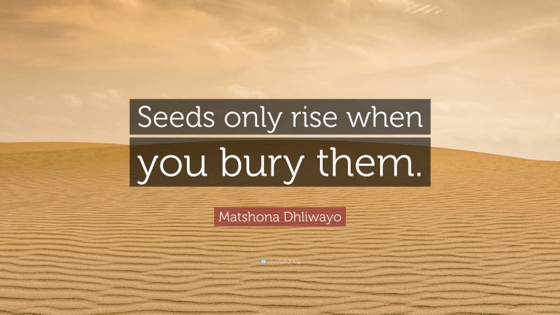 Matshona Dhliwayo Quote: “Seeds only rise when you bury them.”